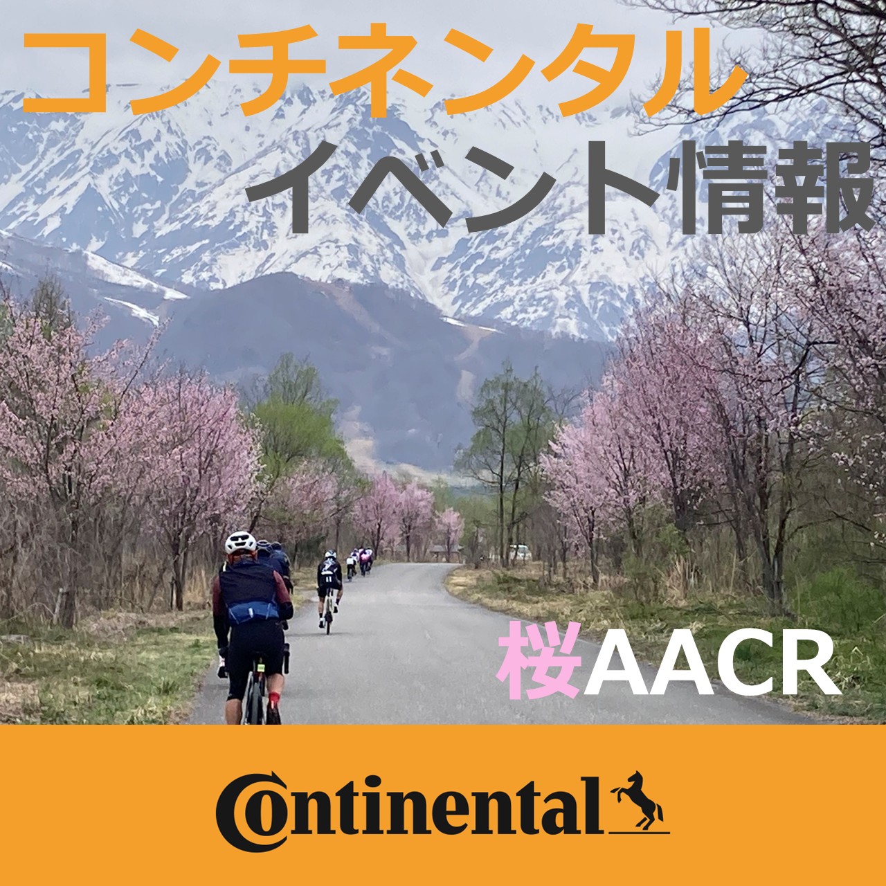 桜のアルプスあづみのセンチュリーライド【Continentalプレゼンツ